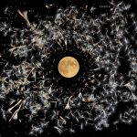 All of This Is Chance by Lisa O'Neill